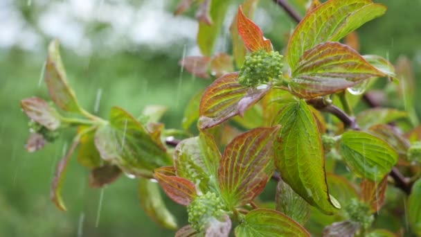 Folha Verde Com Gotas Chuva Verão Natureza Desenvolve Vento — Vídeo de Stock