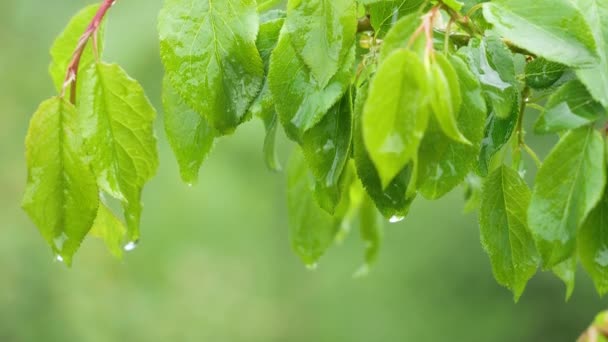 Green Leaf Raindrops Summer Nature Develops Wind — Stock Video