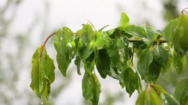 Feuille Verte Avec Des Gouttes Pluie Été Dans Nature Développe — Video