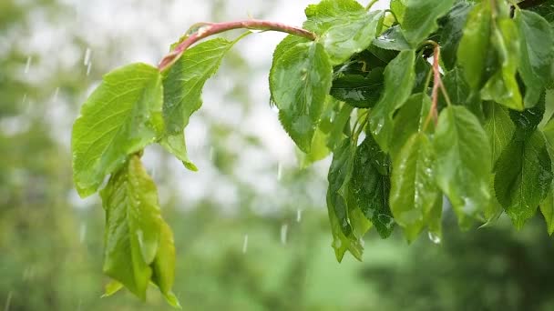 Green Leaf Raindrops Summer Nature Develops Wind — Stock Video