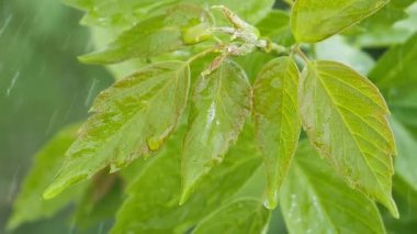 Doğada yaz aylarında yağmur damlaları ile yeşil yaprak rüzgar gelişir