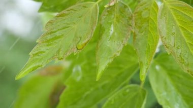 Doğada yaz aylarında yağmur damlaları ile yeşil yaprak rüzgar gelişir