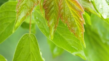 Doğada yaz aylarında yağmur damlaları ile yeşil yaprak rüzgar gelişir