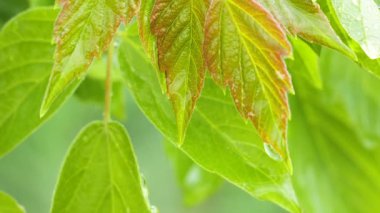 Doğada yaz aylarında yağmur damlaları ile yeşil yaprak rüzgar gelişir