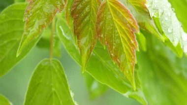 Doğada yaz aylarında yağmur damlaları ile yeşil yaprak rüzgar gelişir