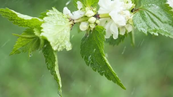 Folha Verde Com Gotas Chuva Verão Natureza Desenvolve Vento — Vídeo de Stock