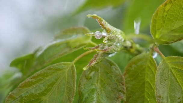 Hoja Verde Con Gotas Lluvia Verano Naturaleza Desarrolla Viento — Vídeos de Stock