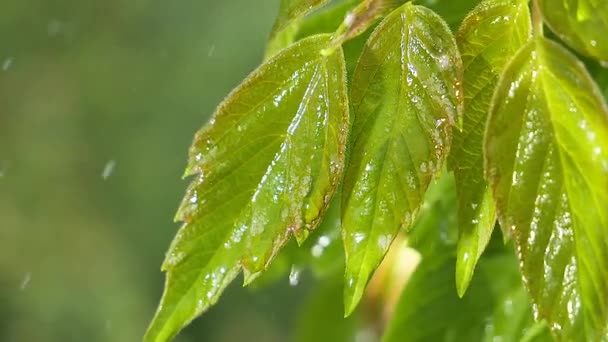 自然の夏に雨滴を持つ緑の葉は風の中で発達する — ストック動画