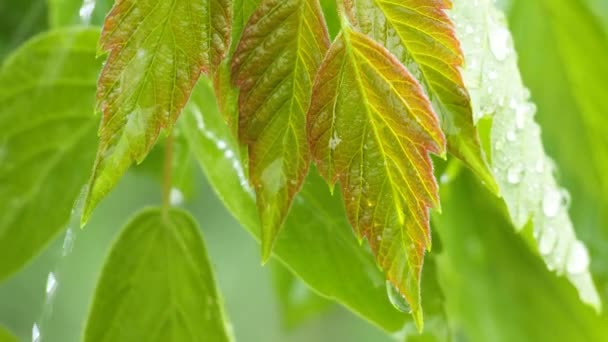 Grönt Blad Med Regndroppar Sommaren Naturen Utvecklas Vinden — Stockvideo