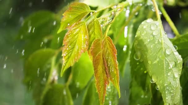 Zielony Liść Krople Deszczu Lecie Przyrodzie Rozwija Się Wiatr — Wideo stockowe