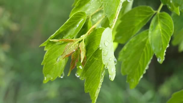 Folha Verde Com Gotas Chuva Verão Natureza Desenvolve Vento — Vídeo de Stock