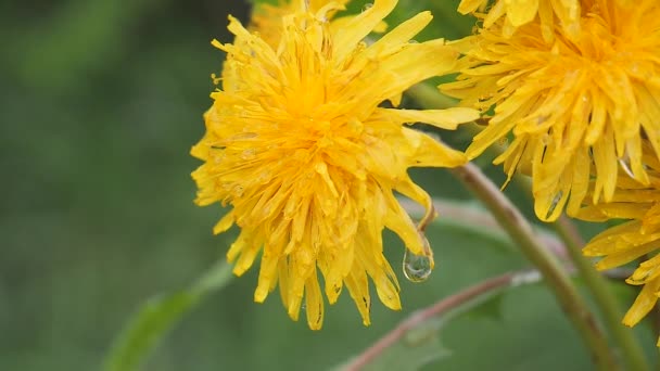 Flores Silvestres Amarillas Desarrollan Viento Con Gotas Lluvia — Vídeos de Stock