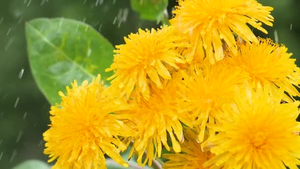 Flores Silvestres Amarillas Desarrollan Viento Con Gotas Lluvia — Vídeo de stock