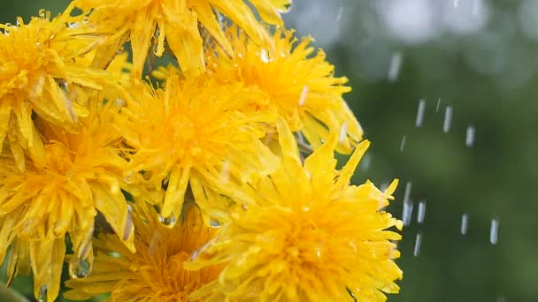 Gele Wilde Bloemen Ontwikkelen Wind Met Regendruppels — Stockvideo