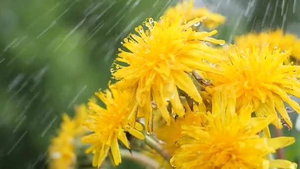 Flores Silvestres Amarillas Desarrollan Viento Con Gotas Lluvia — Vídeos de Stock