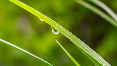 Doğada yaz aylarında yağmur damlaları ile yeşil yaprak rüzgar gelişir