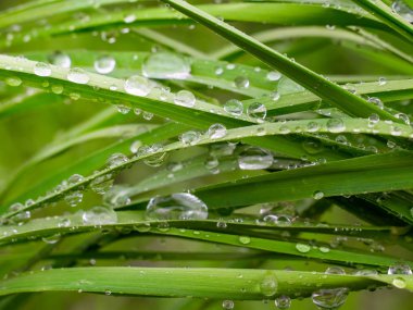 Doğada yaz aylarında yağmur damlaları ile yeşil yaprak rüzgar gelişir