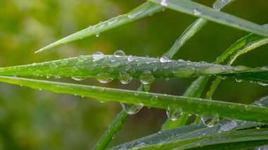 Doğada yaz aylarında yağmur damlaları ile yeşil yaprak rüzgar gelişir