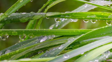 Doğada yaz aylarında yağmur damlaları ile yeşil yaprak rüzgar gelişir