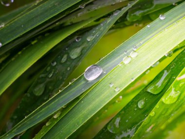 Doğada yaz aylarında yağmur damlaları ile yeşil yaprak rüzgar gelişir