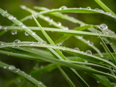 Doğada yaz aylarında yağmur damlaları ile yeşil yaprak rüzgar gelişir