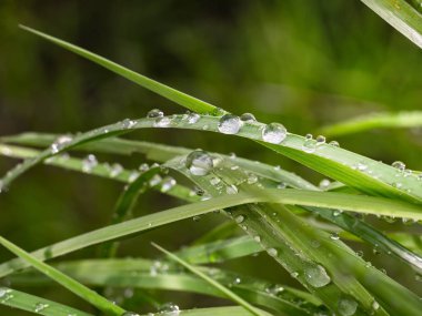 Doğada yaz aylarında yağmur damlaları ile yeşil yaprak rüzgar gelişir