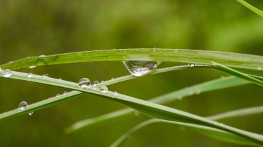 Doğada yaz aylarında yağmur damlaları ile yeşil yaprak rüzgar gelişir