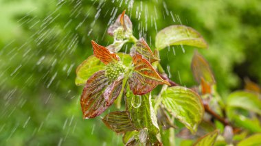 Doğada yaz aylarında yağmur damlaları ile yeşil yaprak rüzgar gelişir