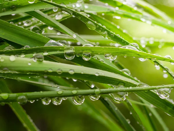 Зеленый Лист Каплями Дождя Летом Природе Развивается Ветру — стоковое фото