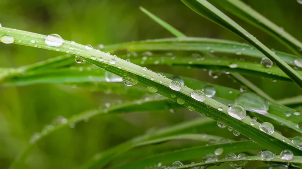 Green Leaf Raindrops Summer Nature Develops Wind — Stock Photo, Image