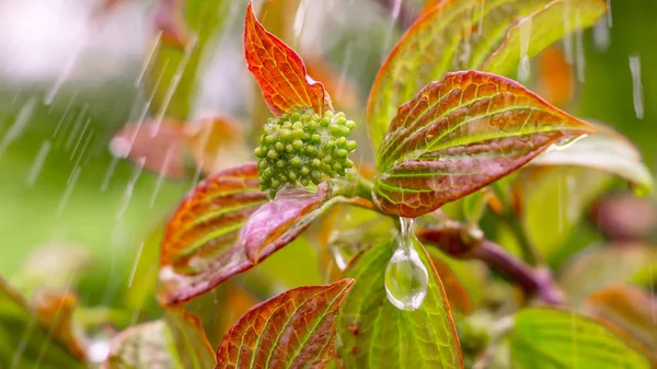 Doğada yaz aylarında yağmur damlaları ile yeşil yaprak rüzgar gelişir