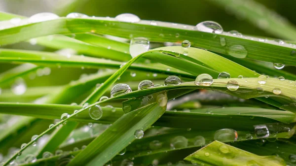 Groen Blad Met Regendruppels Zomer Natuur Ontwikkelt Zich Wind — Stockfoto