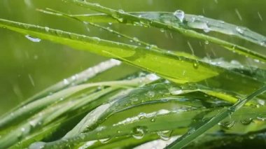 Yeşil çimenler yağmur damlalarıyla birlikte