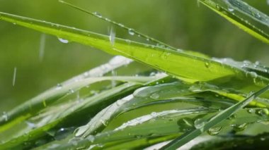 Yeşil çimenler yağmur damlalarıyla birlikte
