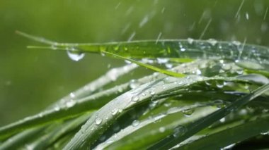 Yeşil çimenler yağmur damlalarıyla birlikte