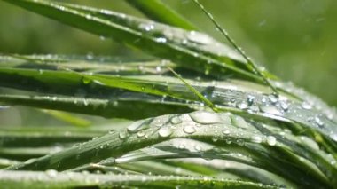 Yeşil çimenler yağmur damlalarıyla birlikte