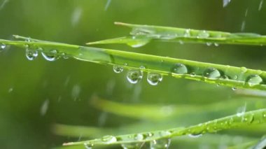 Yeşil çimenler yağmur damlalarıyla birlikte