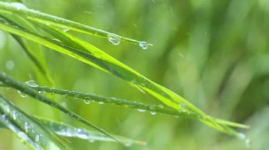Yeşil çimenler yağmur damlalarıyla birlikte