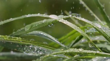 Yeşil çimenler yağmur damlalarıyla birlikte