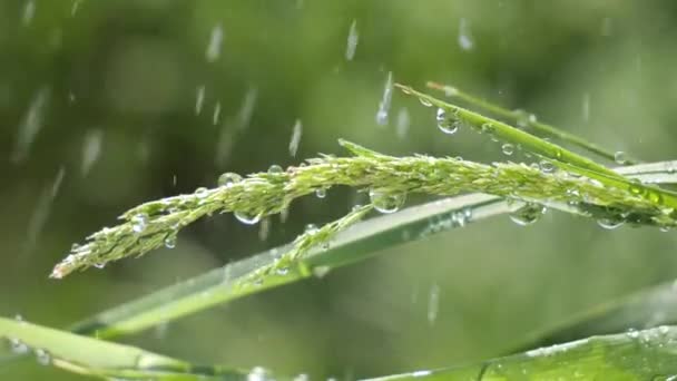 Herbe verte dans la nature avec des gouttes de pluie
