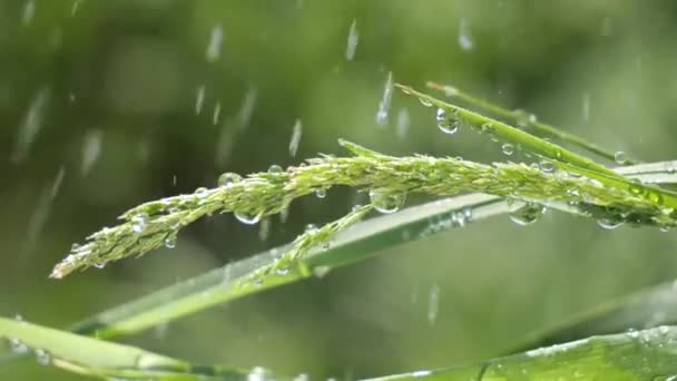 Rumput Hijau Alam Dengan Tetes Hujan — Stok Video