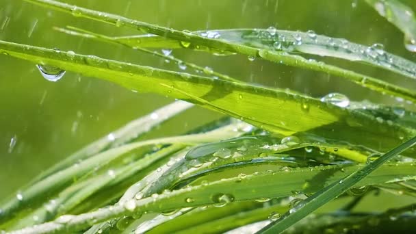 Grönt Gräs Naturen Med Regndroppar — Stockvideo