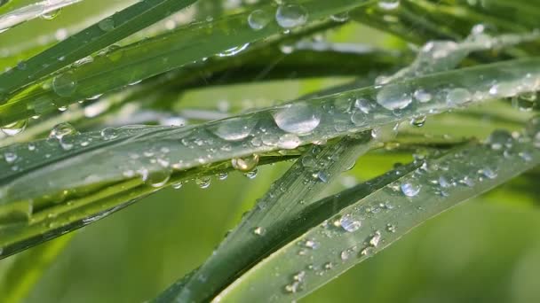 Zelená tráva v přírodě s kapkami deště