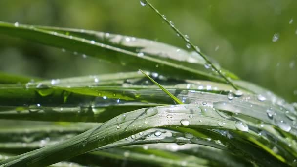 Hierba Verde Naturaleza Con Gotas Lluvia — Vídeos de Stock