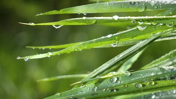 雨滴と自然の緑の草 — ストック動画