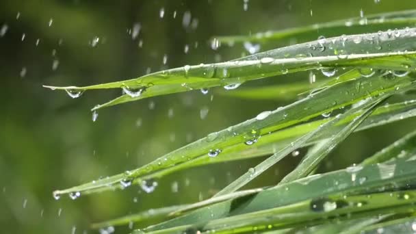 Hierba Verde Naturaleza Con Gotas Lluvia — Vídeo de stock