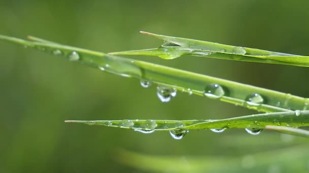 Herbe verte dans la nature avec des gouttes de pluie