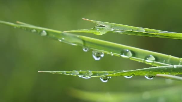 Green Grass Nature Raindrops — Stock Video