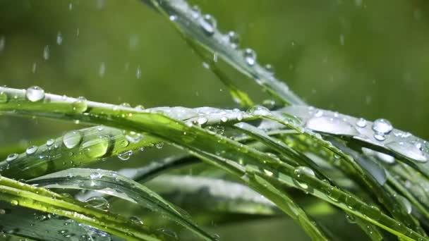 Hierba Verde Naturaleza Con Gotas Lluvia — Vídeos de Stock