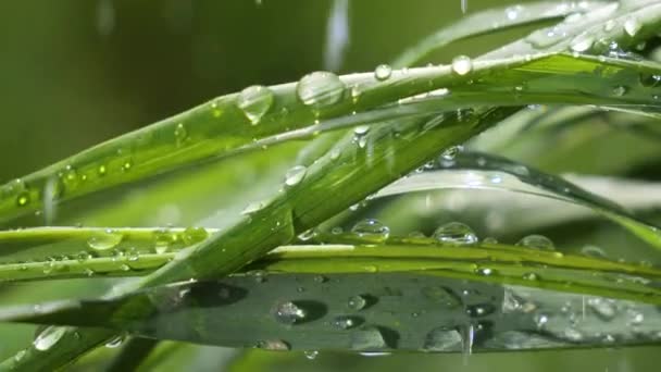 Grönt Gräs Naturen Med Regndroppar — Stockvideo